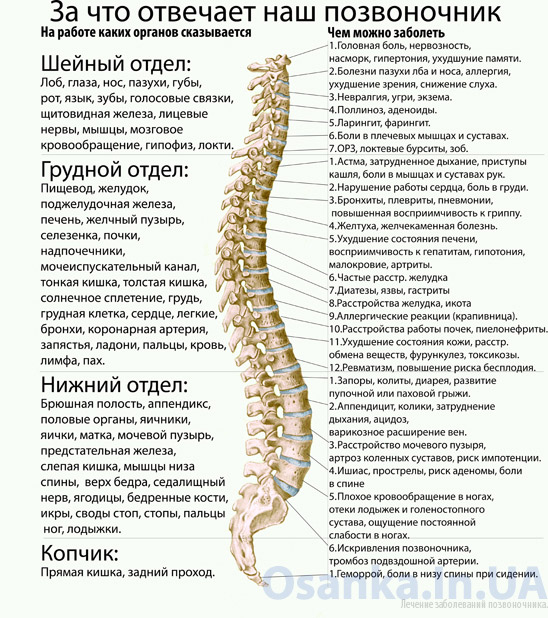 Спина позвоночник